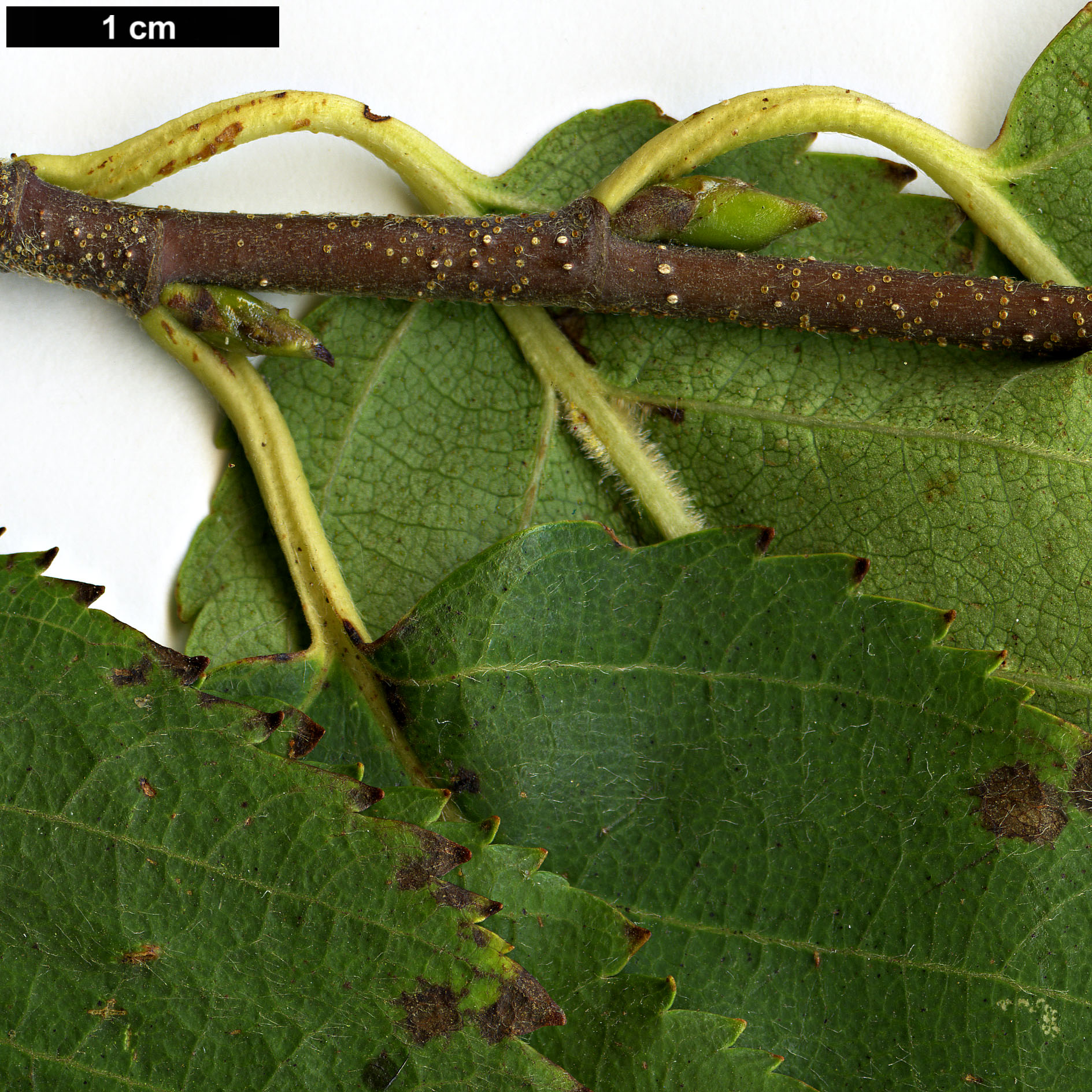 High resolution image: Family: Betulaceae - Genus: Betula - Taxon: utilis - SpeciesSub: subsp. albosinensis